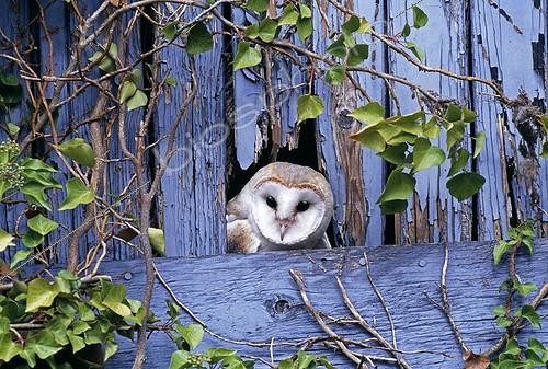Biosphoto | 1250542 | Barn Owl peering from nest site in derelict barn UK | &copy; David Tipling / Biosphoto