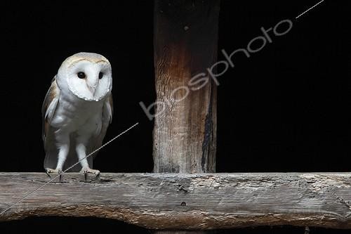 Biosphoto | 1454044 | Barn Owl perched in the window of an old stable GB | &copy; Frédéric Desmette / Biosphoto