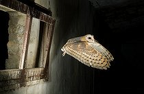 Biosphoto | 2148348 | Barn Owl (Tyto alba) flying into a barn. Huesca, Spain | &copy; Jorge Ruiz del Olmo / Biosphoto