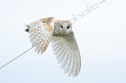 Biosphoto | 2627214 | Barn owl (Tyto alba) in flight at sunset | &copy; Frédéric Desmette / Biosphoto