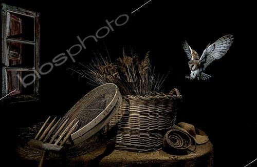Biosphoto | 2088737 | Barn Owl (Tyto alba) landing on a basket at night, Spain | &copy; Mario Cea Sanchez / Biosphoto