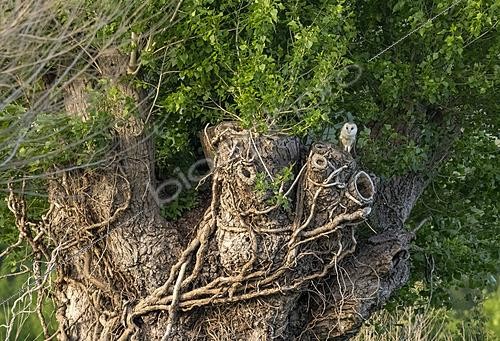 Biosphoto | 2628265 | Barn owl (Tyto alba) nesting site, England | &copy; Frédéric Desmette / Biosphoto