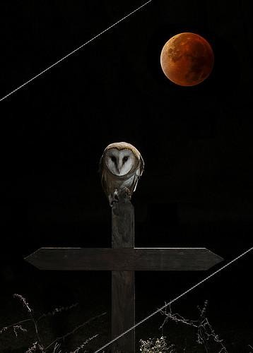 Biosphoto | 2088735 | Barn Owl (Tyto alba) on a cross at night and moon, Spain | &copy; Mario Cea Sanchez / Biosphoto