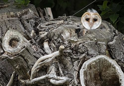 Biosphoto | 2627932 | Barn owl (Tyto alba) young looking out of the nesting chamber, England | &copy; Frédéric Desmette / Biosphoto