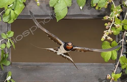 Biosphoto | 2009141 | Barn Swallow flying through a window - Spain | &copy; Mario Cea Sanchez / Biosphoto