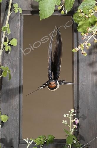 Biosphoto | 2009144 | Barn Swallow flying through a window - Spain | &copy; Mario Cea Sanchez / Biosphoto