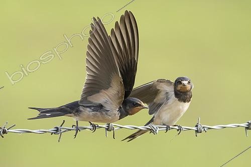 Biosphoto | 2612686 | Barn swallow (Hirundo rustica) flying of from a barbed wire fence, England | &copy; Frédéric Desmette / Biosphoto