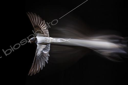 Biosphoto | 2421215 | Barn Swallow (Hirundo rustica) in flight, Salamanca, Castilla y Leon, Spain | © Mario Cea Sanchez / Biosphoto