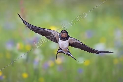 Biosphoto | 1611696 | Barn swallow (Hirundo rustica) in flight with prey, Thuringia, Germany, Europe | &copy; Franz Christoph Robiller / imageBROKER / Biosphoto