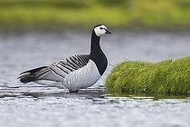 Biosphoto | 2422701 | Barnacle Goose (Branta leucopsis), adult standing in the water Southern Region, Iceland | &copy; Saverio Gatto / Biosphoto