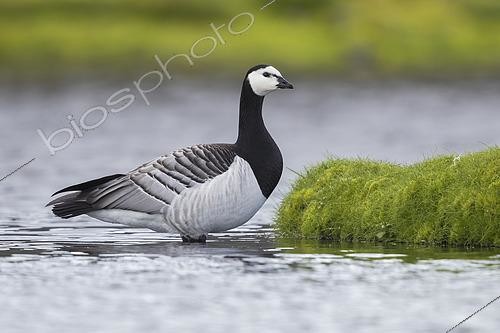 Biosphoto | 2422701 | Barnacle Goose (Branta leucopsis), adult standing in the water Southern Region, Iceland | &copy; Saverio Gatto / Biosphoto