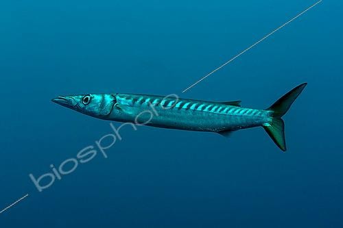 Biosphoto | 2622381 | Barracuda. Bécune à bouche jaune (Sphyraena Viridensis). Le Sentier. Le Lion de Mer. Saint Raphaël. Var. France. | &copy; Jean Cassou / Biosphoto