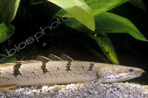 Biosphoto | 147329 | Barred bichir caught in the Congo Basin | &copy; Daniel Heuclin / Biosphoto