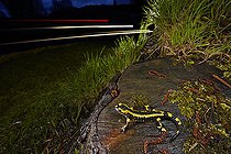 Biosphoto | 2091085 | Barred fire salamander (Salamandra salamandra terrestris) on a roadside stump at night, France | &copy; Frank Deschandol & Philippe Sabine / Biosphoto
