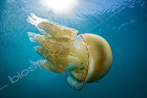 Biosphoto | 2627228 | Barrel jellyfish (Rhizostoma pulmo) in the Atlantic Ocean near the island of Oléron, France. | &copy; Bruno Guénard / Biosphoto