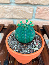 Biosphoto | 2551462 | Baseball Plant (Euphorbia obesa) in pot, Bordeaux, France | &copy; David Massemin / Biosphoto