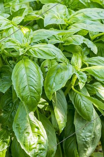 Biosphoto | 2447552 | Basil canebière, Ocimum basilicum (Canebière', leaves | &copy; Alain Kubacsi / Biosphoto