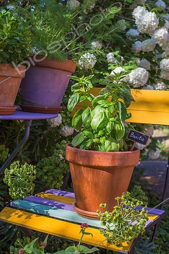 Biosphoto | 2083848 | Basil 'Grand vert' in pot, Provence, France | &copy; Philippe Giraud / Biosgarden / Biosphoto