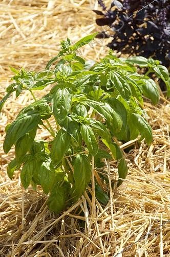 Biosphoto | 1640002 | Basil 'Grand vert' with straw mulching in a kitchen garden | &copy; Alexandre Petzold / Biosphoto