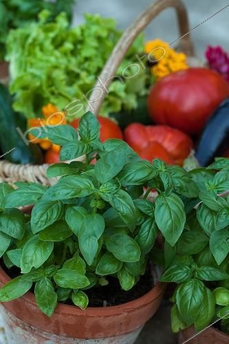 Biosphoto | 1797100 | Basil in an aromatic plants garden | &copy; Philippe Giraud / Biosphoto