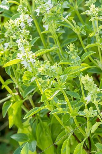Biosphoto | 2435088 | Basil 'Marseille', Ocimum basilicum 'Marseille', flowers | &copy; Alain Kubacsi / Biosphoto