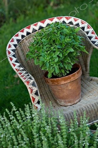 Biosphoto | 700107 | Basil on a garden armchair in Provence France | &copy; Philippe Giraud / Biosphoto