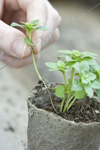 Biosphoto | 471018 | Basil seedling in peat pot Provence | &copy; Philippe Giraud / Biosphoto