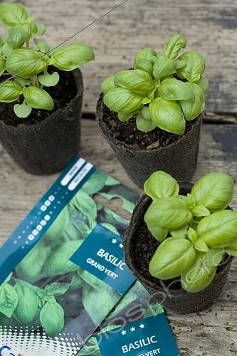 Biosphoto | 502157 | Basil sowing in flower bucket at kitchen garden | &copy; Philippe Giraud / Biosphoto