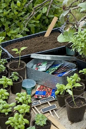 Biosphoto | 502158 | Basil sowing in flower bucket at kitchen garden | &copy; Philippe Giraud / Biosphoto