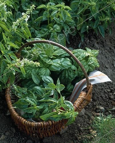 Biosphoto | 628801 | Basilic 'A grandes feuilles' et 'A feuilles de laitue' | &copy; Gilles Le Scanff & Joëlle-Caroline Mayer / Biosphoto