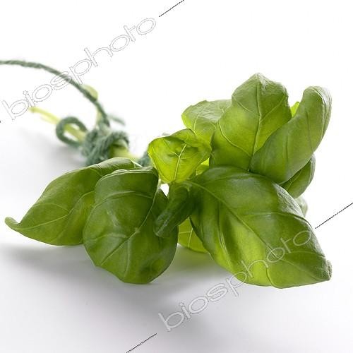 Biosphoto | 1091206 | Basilic ; Bright White serie: Ocimum basilicum | &copy; Visions Botanical / Visions Pictures / Biosphoto