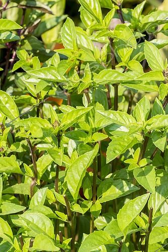 Biosphoto | 2400259 | Basilic 'Cannelle' / Ocimum basilicum 'Cinnamon' | &copy; Alain Kubacsi / Biosphoto