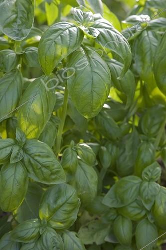 Biosphoto | 1185772 | Basilic 'Grand Vert' dans un jardin potager bio | &copy; NouN / Biosphoto