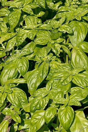 Biosphoto | 2139834 | Basilic 'Grand Vert Genovese', Ocimum basilicum 'Grand Vert Genovese' | &copy; Alain Kubacsi / Biosphoto