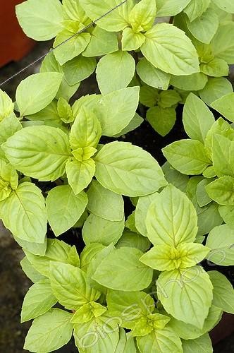 Biosphoto | 445130 | Basilic 'Magical Michael' | &copy; DIGIT images / Biosphoto