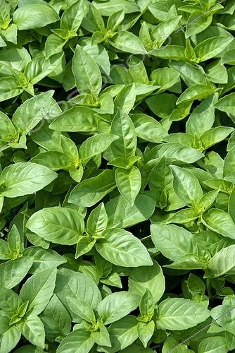 Biosphoto | 1807240 | Basilic 'Marseillais' dans un jardin | &copy; DIGIT images / Biosphoto