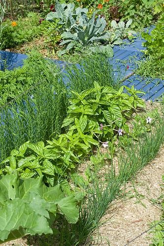 Biosphoto | 2142524 | Basilic (Ocimum basilicum) et Ciboulette (Allium schoenoprasum) dans un jardin potager fleuri | &copy; Frédéric Didillon / Biosphoto