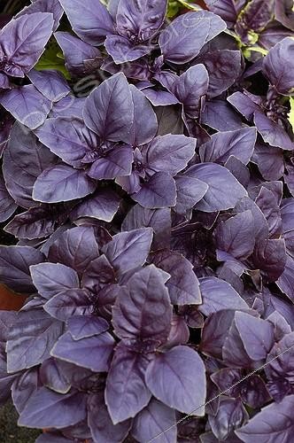 Biosphoto | 445133 | Basilic 'Red Rubin' | &copy; DIGIT images / Biosphoto