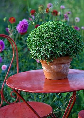 Biosphoto | 700106 | Basilic sur une table de jardin en Provence | &copy; Philippe Giraud / Biosphoto