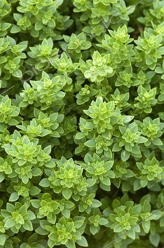 Biosphoto | 1640004 | Basilic 'Vert fin compact latino' dans un jardin potager | &copy; Alexandre Petzold / Biosphoto