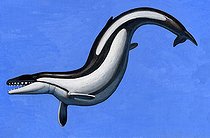 Biosphoto | 2476442 | Basilosaurus is a marine mammal that lived in the Late Eocene epoch in the Cenozoic Era. It averaged about 60' in length, and is believed to have been the largest animal to have lived in its time. | &copy; H. Kyoht Luterman / Stocktrek Images / Biosphoto