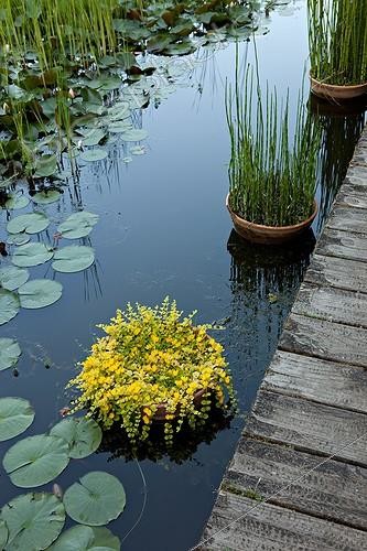 Biosphoto | 891719 | Basin and plants aquatiques Garden of Paradises Tarn | &copy; Philippe Giraud / Biosphoto