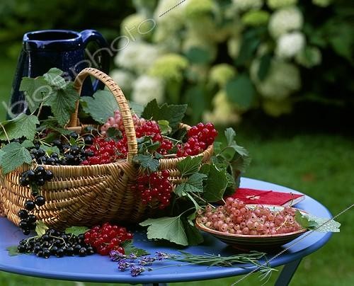 Biosphoto | 987494 | Basket of different berries in summer ; 'Delbard Robusta', Currant  'Bosron' and 'Glory Sablons' | &copy; Gilles Le Scanff & Joëlle-Caroline Mayer / Biosphoto
