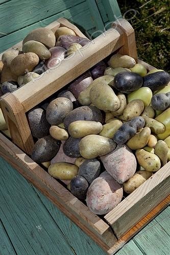 Biosphoto | 1360392 | Basket of different varieties of potatoes France  | &copy; Philippe Giraud / Biosphoto