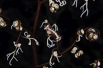 Biosphoto | 2561121 | Basket Star Shrimp (Lipkemenes lanipes) with eggs of internal parasitic isopod (Bopyridae Family) in the shrimp's gill chamber in Giant Basket Star (Astroboa nuda), Tanjung Uli dive site, night dive, Weda, Halmahera, North Maluku, Indonesia, Halmahera Sea | &copy; Colin Marshall / Biosphoto