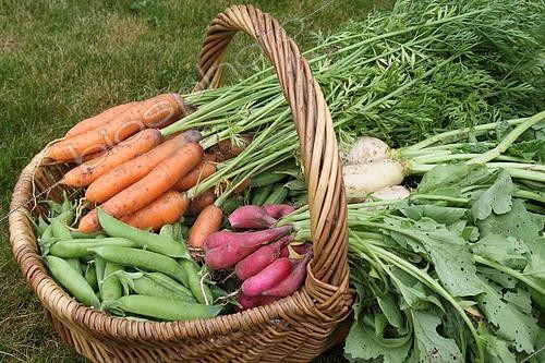 Biosphoto | 2136028 | Basket with Carrots, Peas, Radishes, Turnips in a family organic vegetable garden, Brittany, France | &copy; Jean Mayet / Biosphoto