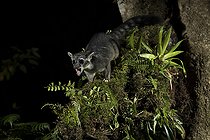 Biosphoto | 2135130 | Bassaris d'Amérique centrale (Bassariscus sumichrasti) sur une branche mousue, Chiriquí, Panama | &copy; Ignacio Yufera / Biosphoto
