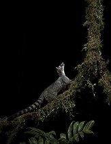 Biosphoto | 2135131 | Bassaris d'Amérique centrale (Bassariscus sumichrasti) sur une branche mousue, Chiriquí, Panama | &copy; Ignacio Yufera / Biosphoto