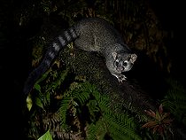 Biosphoto | 2570699 | Bassaris d'Amérique centrale (Bassariscus sumichrasti), Chiriqui Highlands, Panama | &copy; Ignacio Yufera / Biosphoto