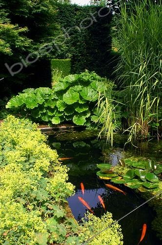 Biosphoto | 59450 | Bassin et poissons aux Jardins de Plantbessin en été | &copy; Frédéric Didillon / Biosphoto